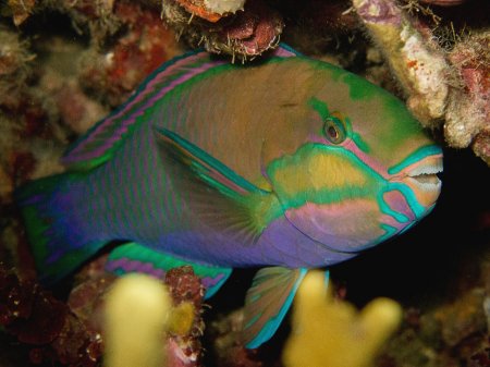 ����-������� (Chlorurus bleekeri). ����������, ������������ ���� ���� �����