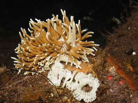 ������������ ������� (Phyllodesmium sp.). ��������, ����