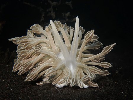 ������������ ������� (Phyllodesmium Rudmani). ��������, ����