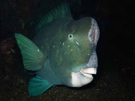 ���������� ������� (Bolbometopon muricatum). ��������, ����