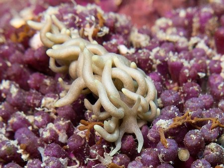 ������������ ������� (Phyllodesmium briareum). ����������, ������������ ���� ���� �����