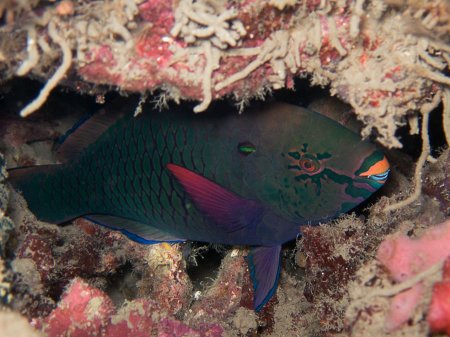 ����-������� (Scarus niger). ����������, ������������ ���� ���� �����